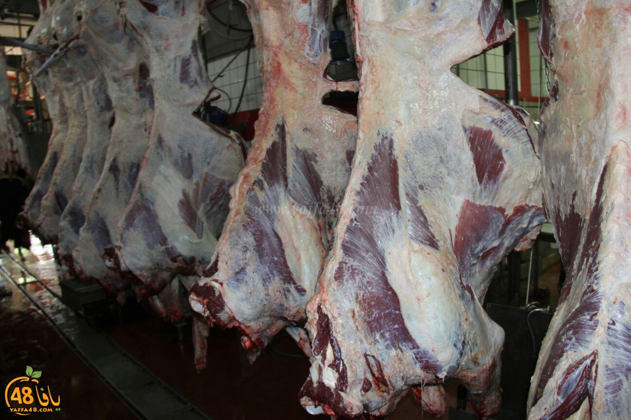 jam3iya yaffa 3ojolej (25).jpg